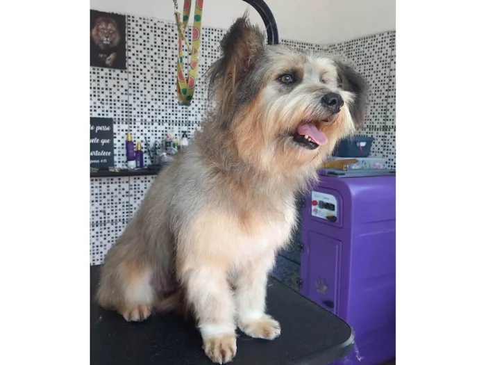 Cachorro ra a SRD-ViraLata idade 1 ano nome Majú