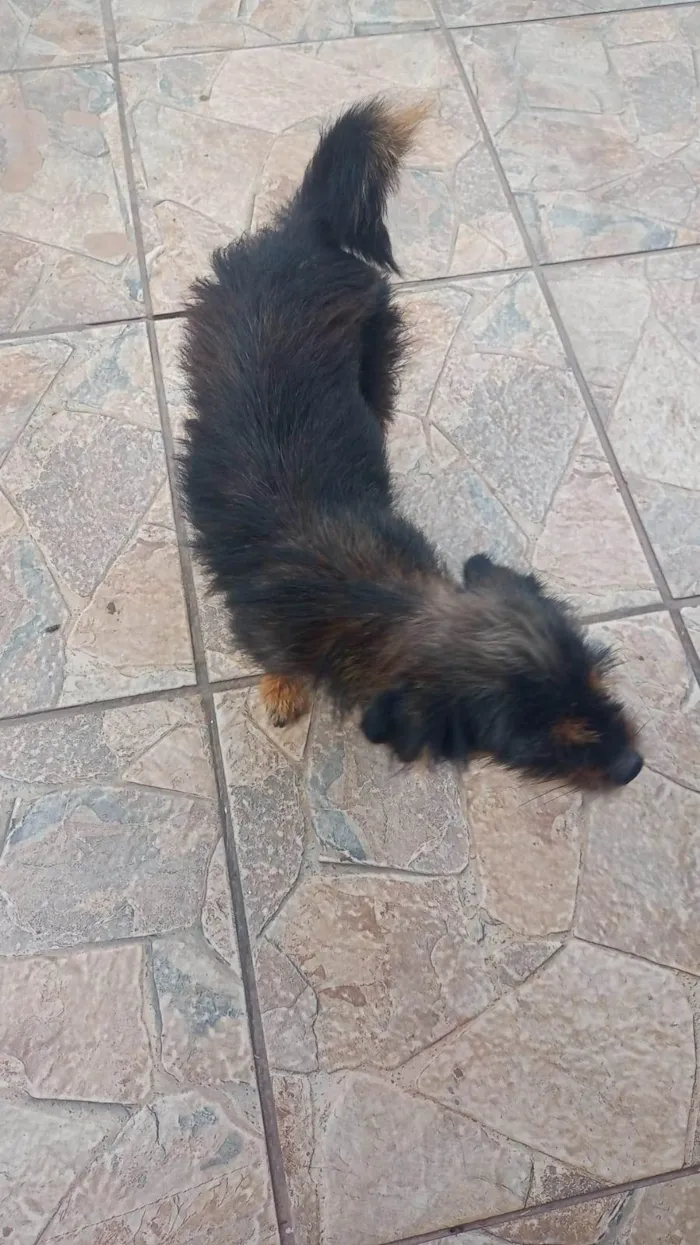 Cachorro ra a SRD-ViraLata idade 2 a 6 meses nome filhotes 