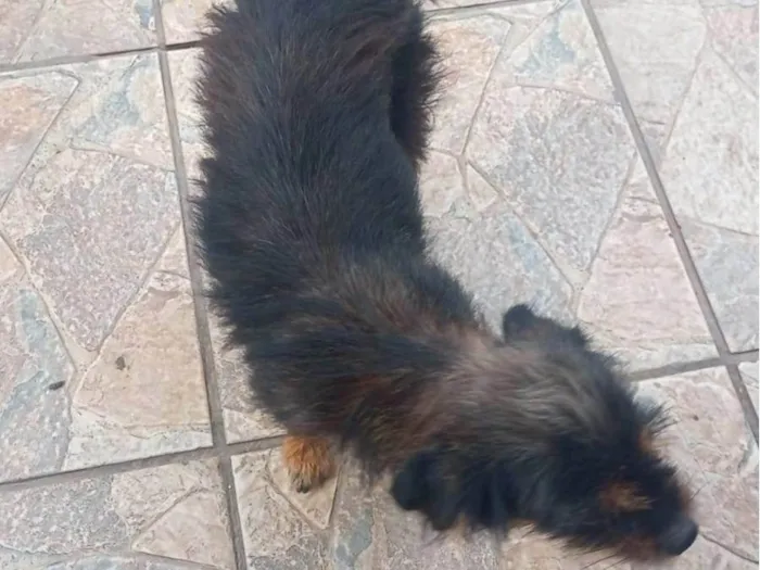 Cachorro ra a SRD-ViraLata idade 2 a 6 meses nome filhotes 