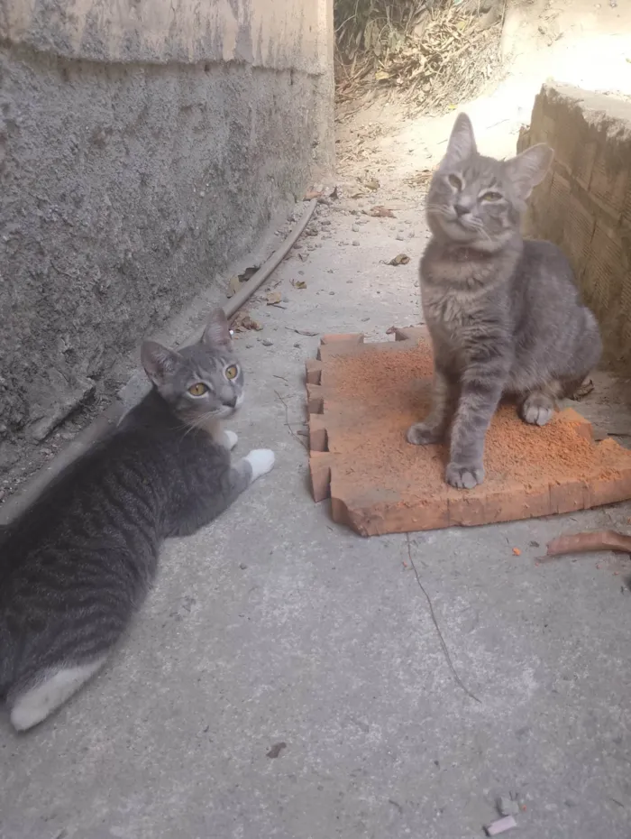 Gato ra a SRD-ViraLata idade 7 a 11 meses nome Amora