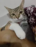 Amora