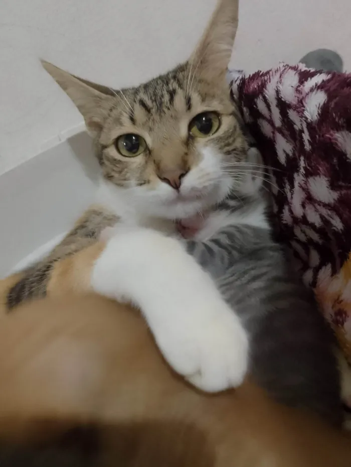 Gato ra a SRD-ViraLata idade 7 a 11 meses nome Amora