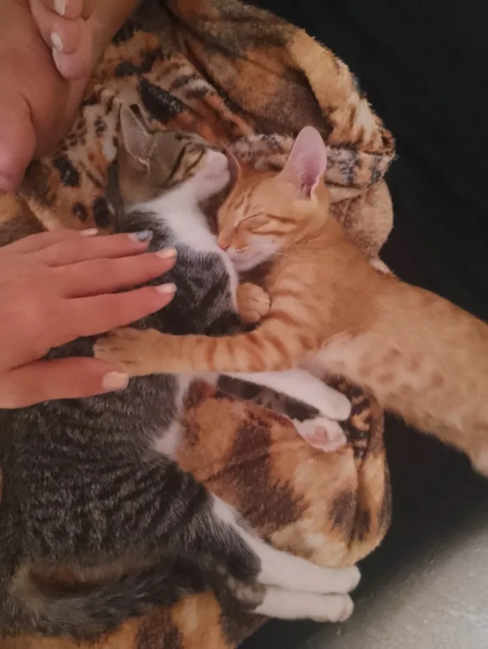 Gato ra a SRD-ViraLata idade 7 a 11 meses nome Amora