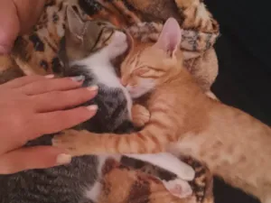 Gato raça SRD-ViraLata idade 7 a 11 meses nome Amora