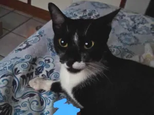 Gato raça SRD-ViraLata idade 7 a 11 meses nome Não sei
