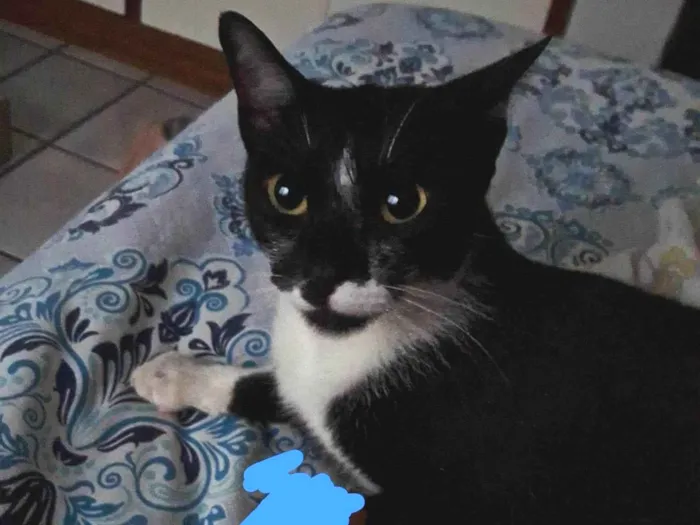 Gato ra a SRD-ViraLata idade 7 a 11 meses nome Não sei