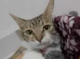 Amora