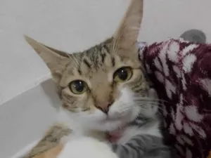 Gato raça SRD-ViraLata idade 7 a 11 meses nome Amora