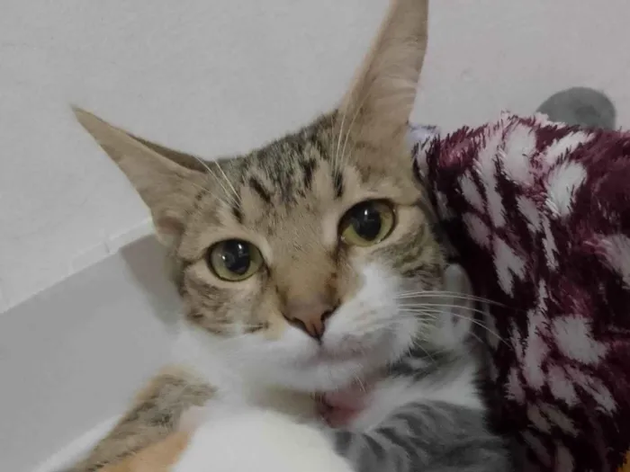 Gato ra a SRD-ViraLata idade 7 a 11 meses nome Amora