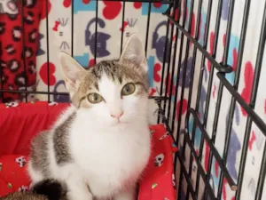 Gato raça SRD-ViraLata idade 2 a 6 meses nome Rosalia