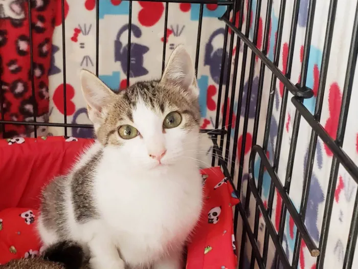 Gato ra a SRD-ViraLata idade 2 a 6 meses nome Rosalia