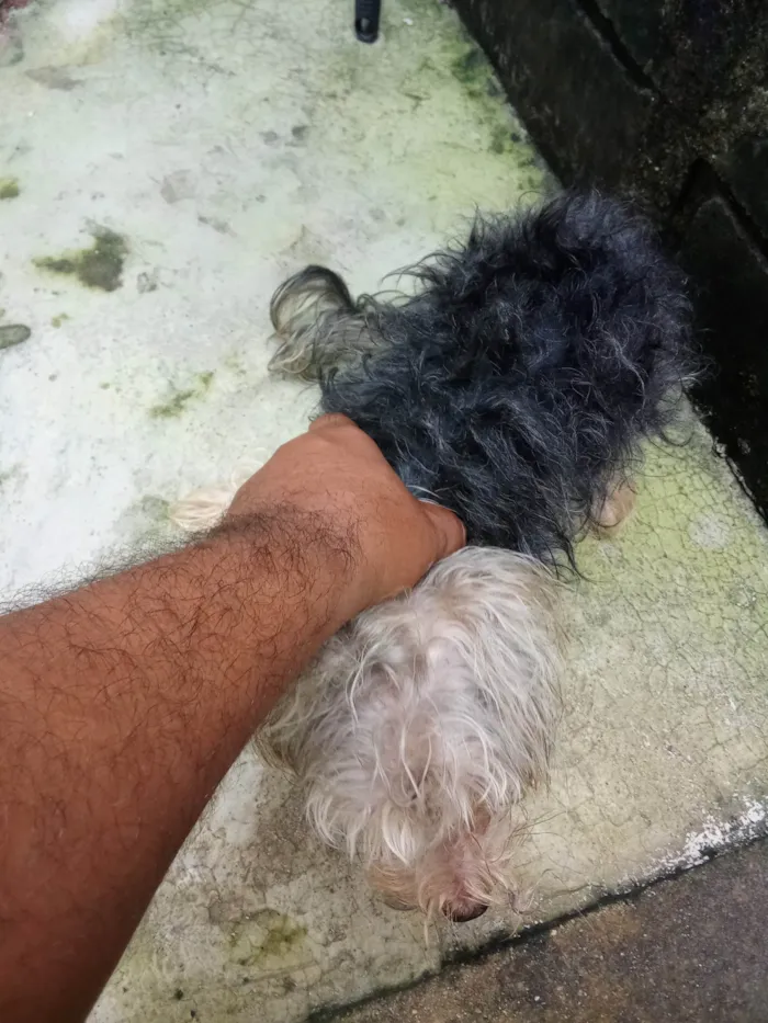 Cachorro ra a Yorkshire idade 2 anos nome Não sei o nome dele