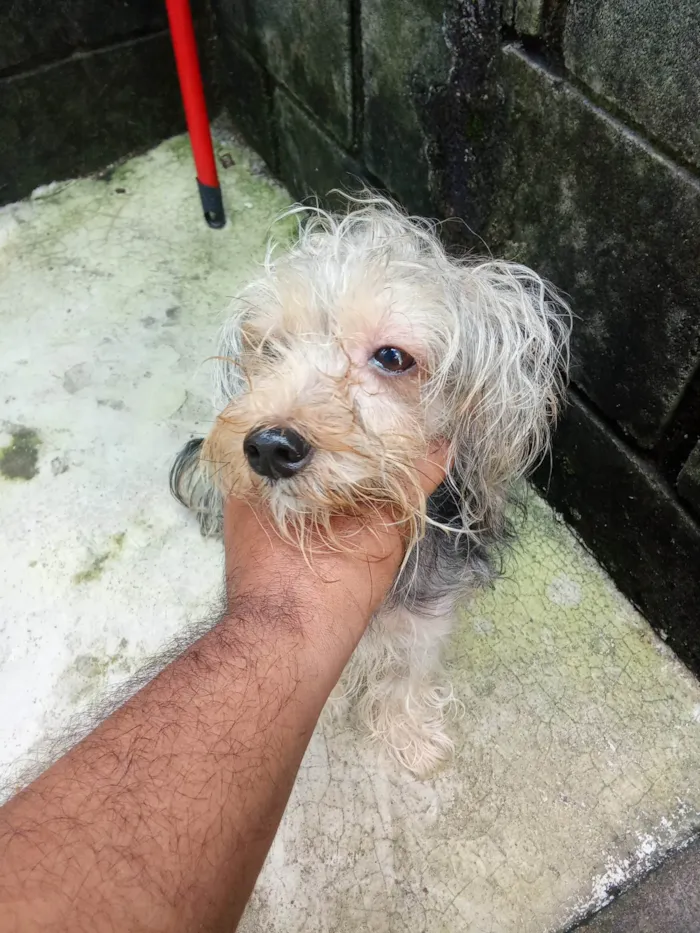 Cachorro ra a Yorkshire idade 2 anos nome Não sei o nome dele