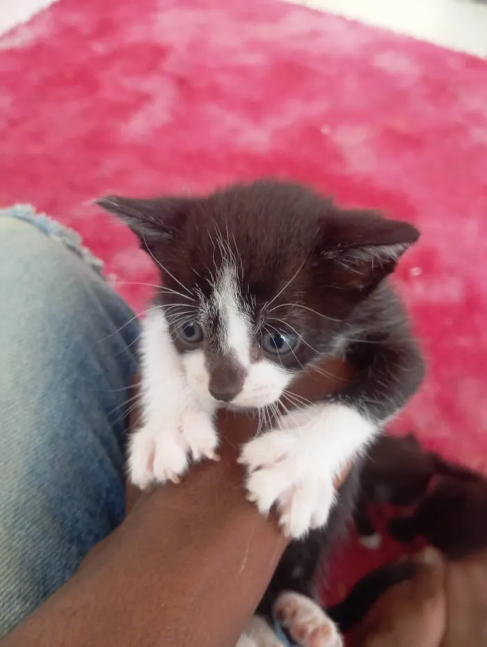 Cachorro ra a SRD-ViraLata idade 2 a 6 meses nome Sem nome 