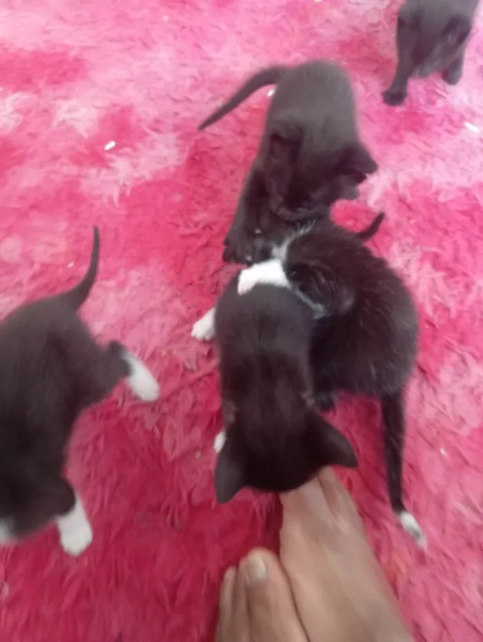 Cachorro ra a SRD-ViraLata idade 2 a 6 meses nome Sem nome 