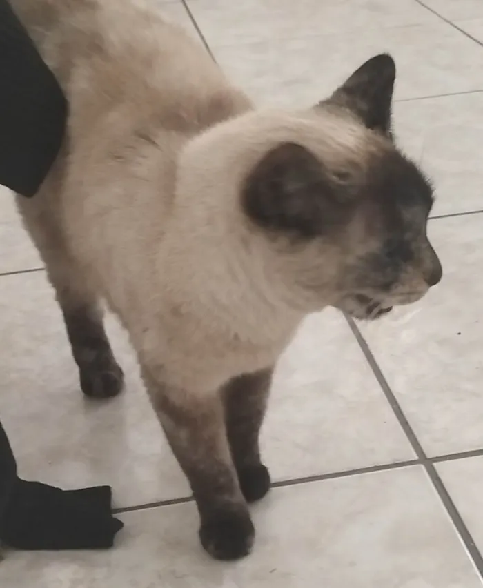 Gato ra a Siamês idade 4 anos nome Mignon 