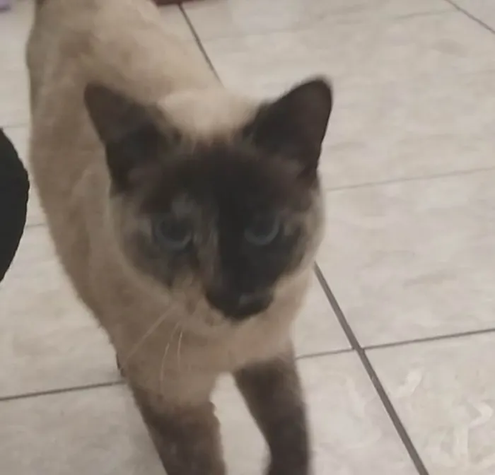 Gato ra a Siamês idade 4 anos nome Mignon 