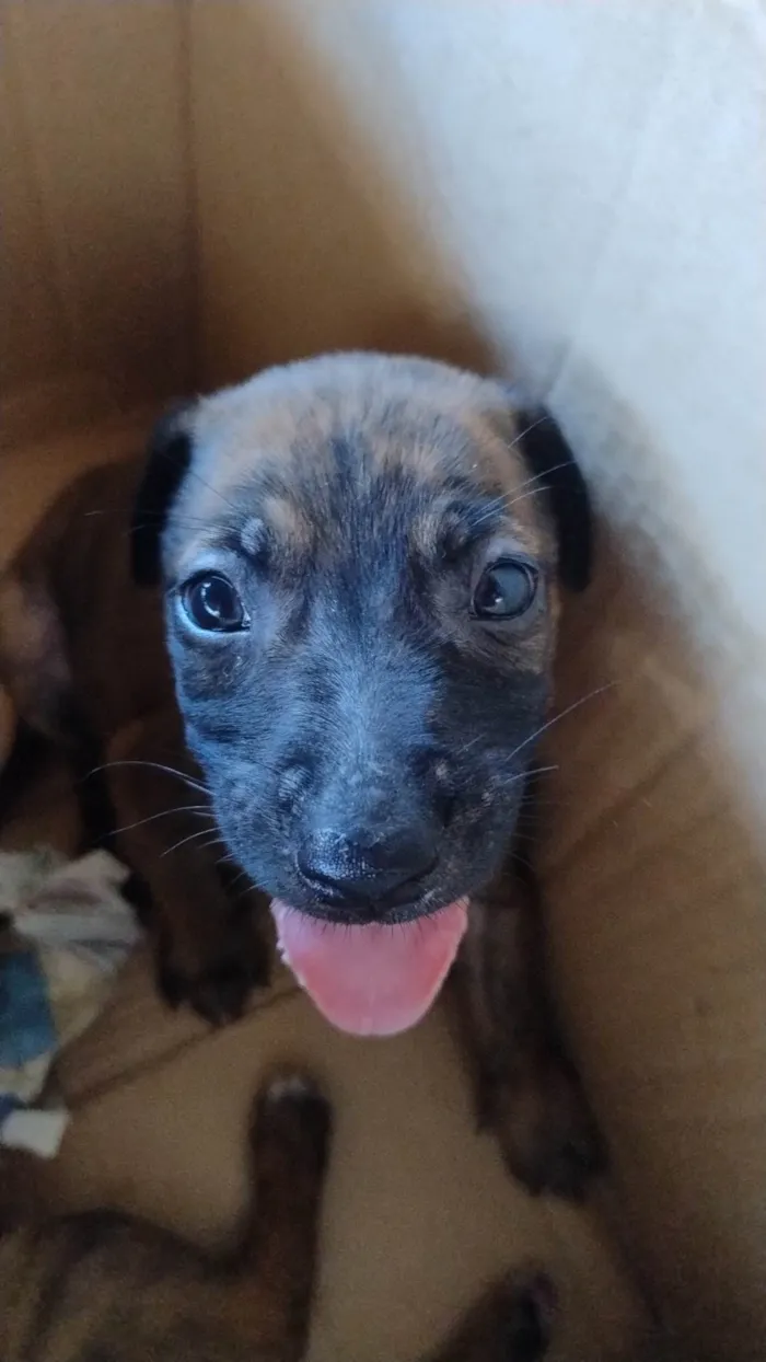 Cachorro ra a SRD-ViraLata idade Abaixo de 2 meses nome Geraldinho 