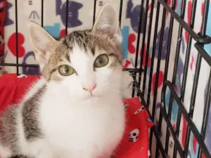 Gato raça SRD-ViraLata idade 2 a 6 meses nome Rosalia