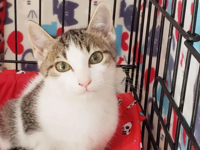Gato ra a SRD-ViraLata idade 2 a 6 meses nome Rosalia