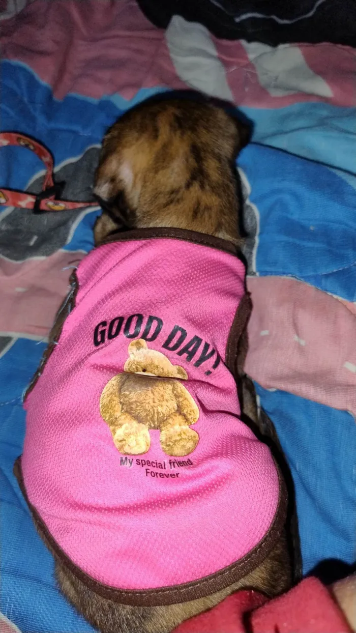 Cachorro ra a SRD-ViraLata idade Abaixo de 2 meses nome Geraldinho 