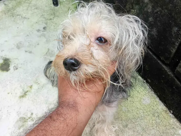 Cachorro ra a Yorkshire idade 2 anos nome Não sei o nome dele