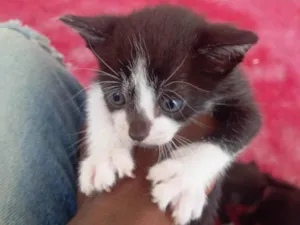 Cachorro raça SRD-ViraLata idade 2 a 6 meses nome Sem nome 