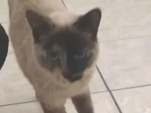 Gato raça Siamês idade 4 anos nome Mignon 
