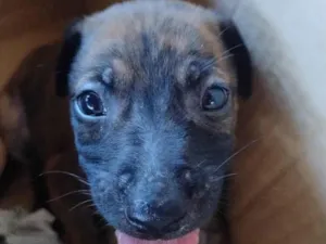 Cachorro raça SRD-ViraLata idade Abaixo de 2 meses nome Geraldinho 