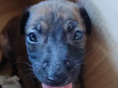 Cachorro raça SRD-ViraLata idade Abaixo de 2 meses nome Geraldinho 