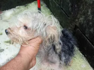 Cachorro raça Yorkshire idade 2 anos nome Não sei o nome dele