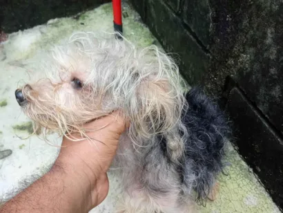 Cachorro raça Yorkshire idade 2 anos nome Não sei o nome dele