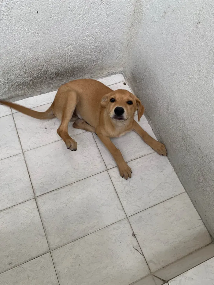 Cachorro ra a SRD-ViraLata idade 2 a 6 meses nome Mel