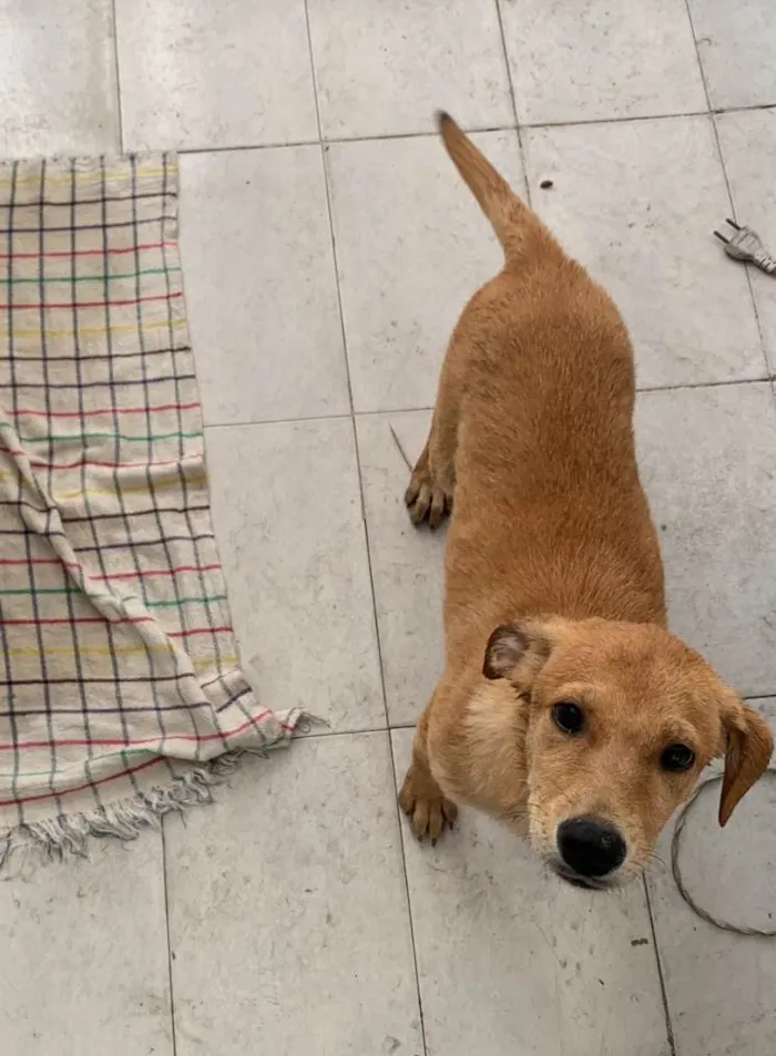 Cachorro ra a SRD-ViraLata idade 2 a 6 meses nome Mel