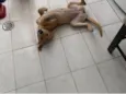 Mel