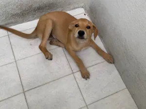 Cachorro raça SRD-ViraLata idade 2 a 6 meses nome Mel