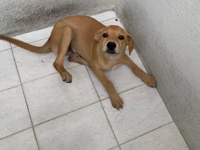 Cachorro ra a SRD-ViraLata idade 2 a 6 meses nome Mel