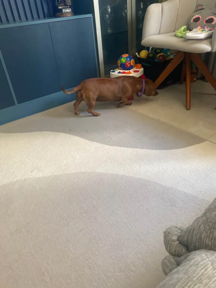Cachorro ra a Shitzu idade 3 anos nome Nina