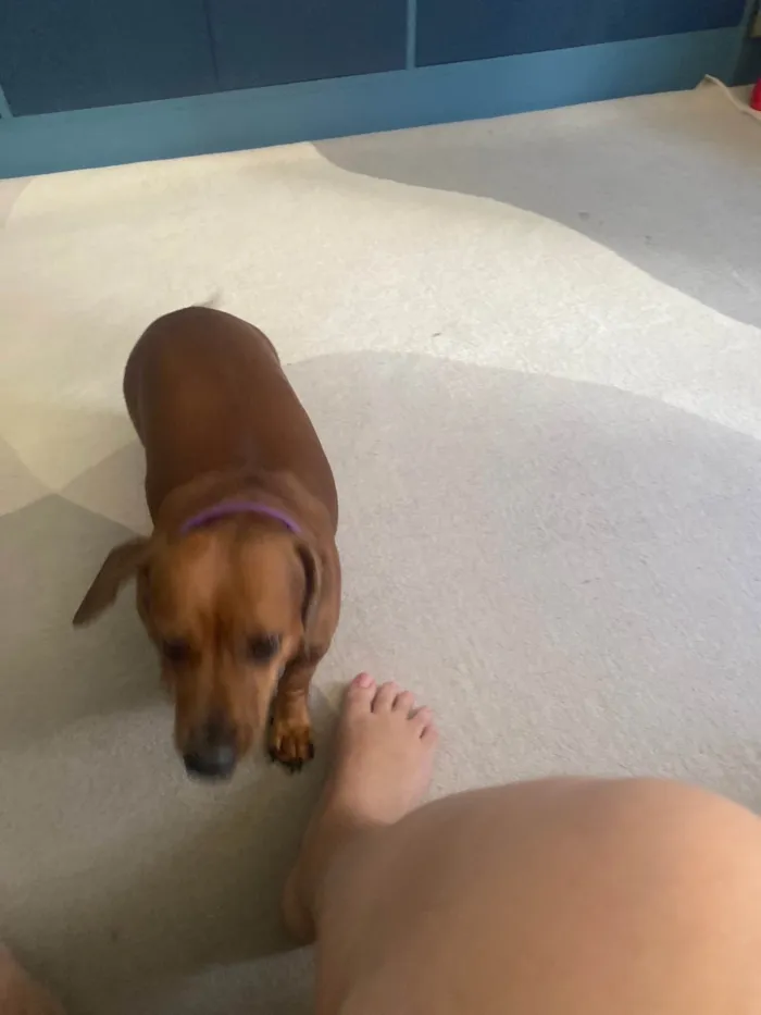 Cachorro ra a Shitzu idade 3 anos nome Nina