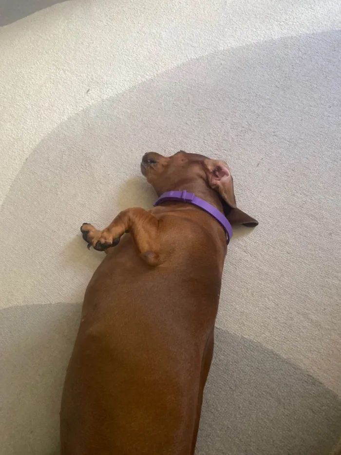 Cachorro ra a Shitzu idade 3 anos nome Nina