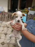 Sem