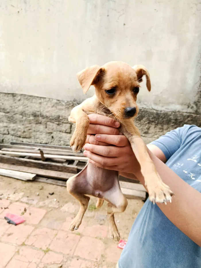 Cachorro ra a SRD-ViraLata idade 2 a 6 meses nome Sem