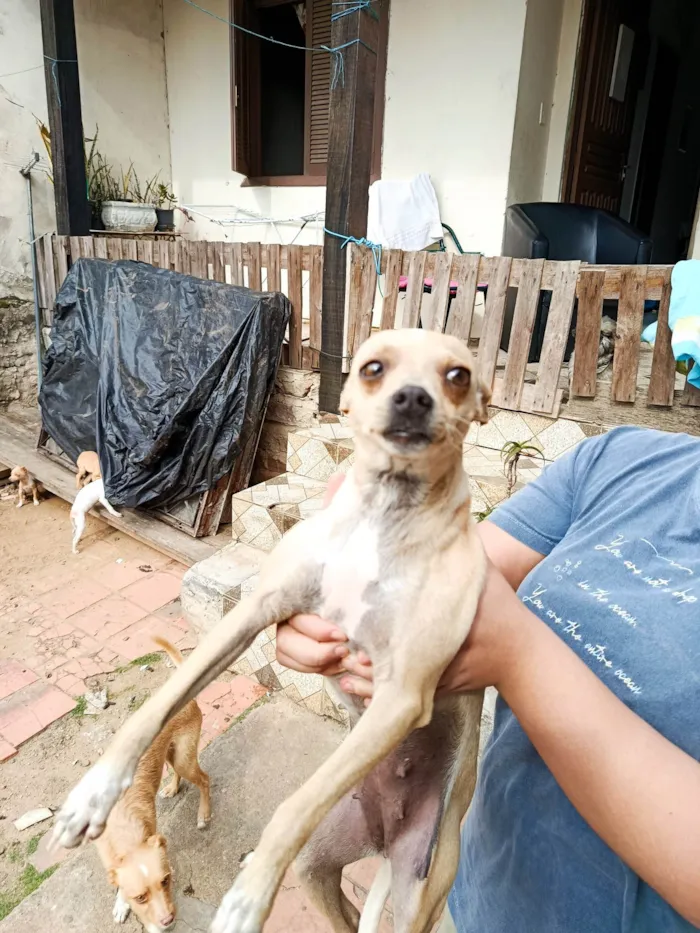 Cachorro ra a SRD-ViraLata idade 2 a 6 meses nome Sem