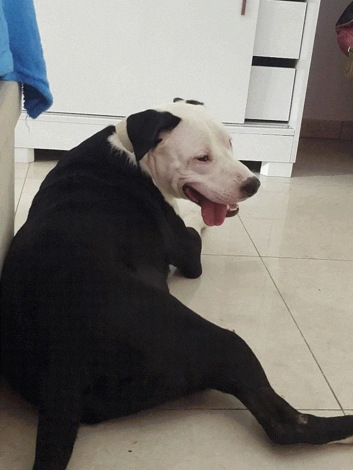 Cachorro ra a Pit-Bull idade 1 ano nome Biorne 