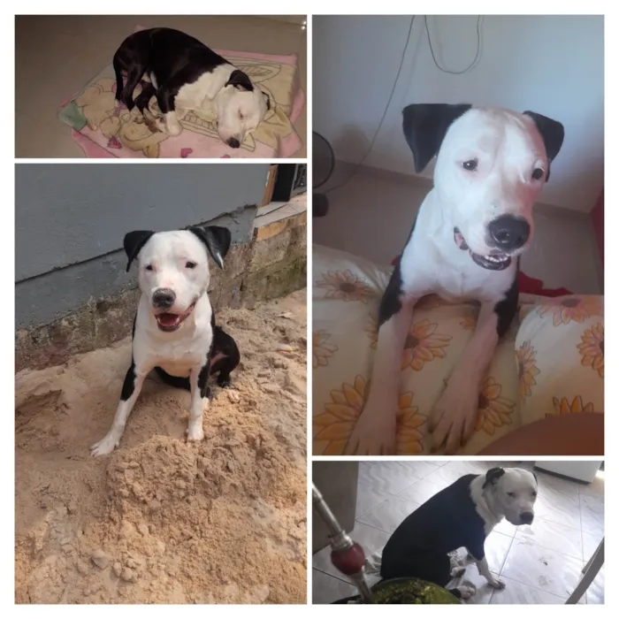 Cachorro ra a Pit-Bull idade 1 ano nome Biorne 