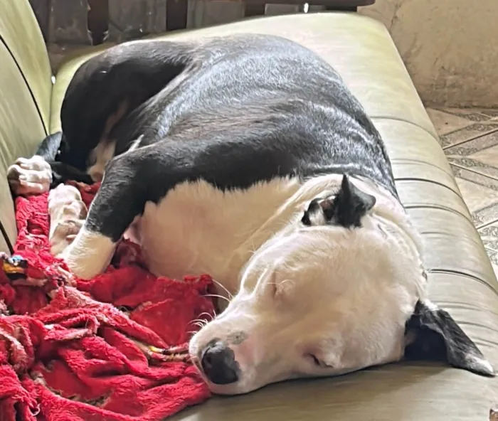 Cachorro ra a Pit-Bull idade 1 ano nome Biorne 