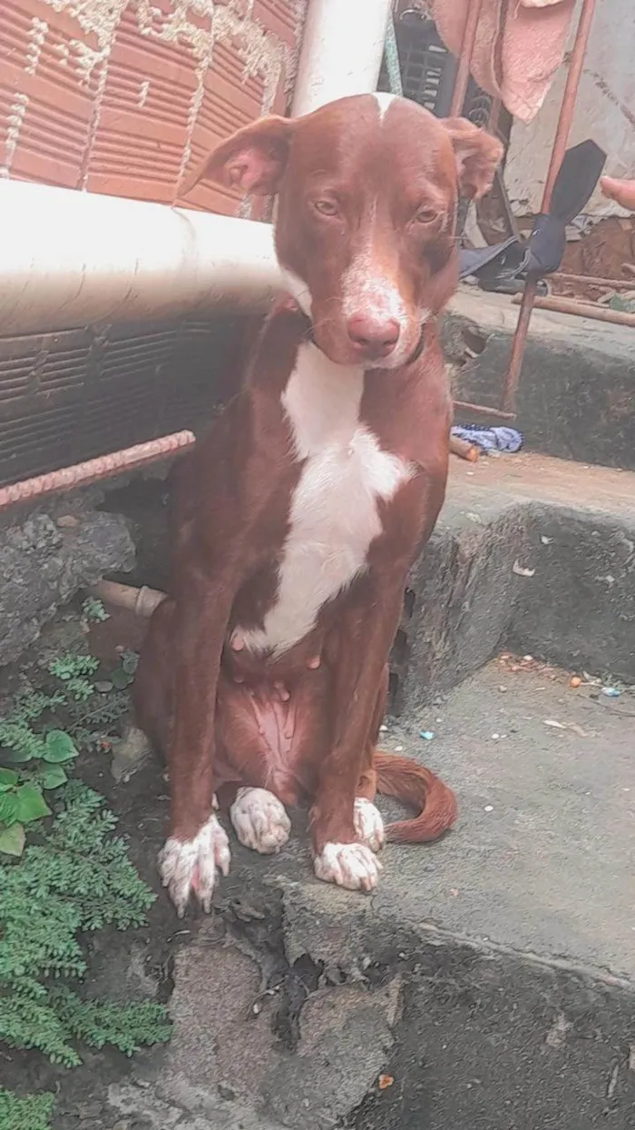 Cachorro ra a SRD-ViraLata idade 1 ano nome Penélope 
