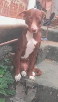 Penélope