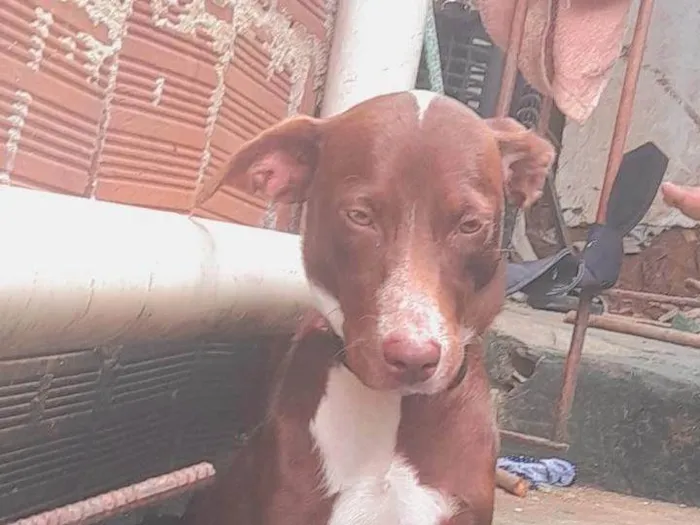 Cachorro ra a SRD-ViraLata idade 1 ano nome Penélope 