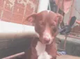 Penélope